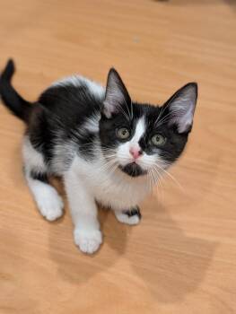Junior Mint -  Domestic Short Hair Cat for Adoption in Fremont, California - Junior Mint | PetCurious