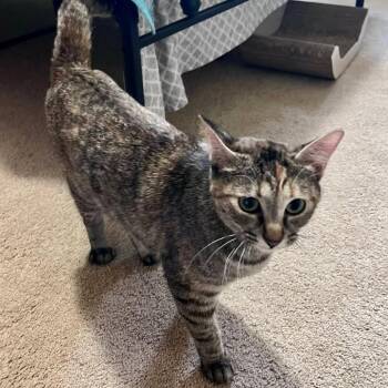 Domestic Short Hair Cats Available for Adoption in Eagle Mountain, Utah - Mochi Tate | PetCurious