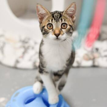 Maple -  Domestic Short Hair Cat for Adoption in Kailua-kona, Hawaii - Maple | PetCurious