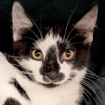 Moo Cow -  Domestic Short Hair Cat for Adoption in Jefferson, Wisconsin - Moo Cow | PetCurious