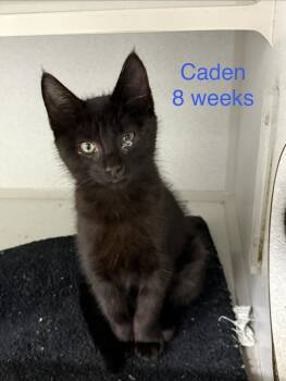Caden -  Domestic Short Hair Cat for Adoption in Fayetteville, West Virginia - Caden | PetCurious