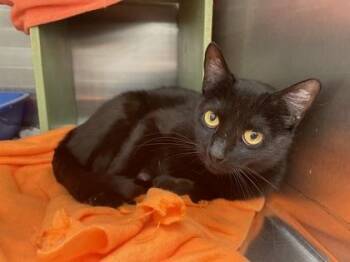 Domestic Short Hair Cats Available for Adoption in West Chester, Pennsylvania - Elspeth | PetCurious
