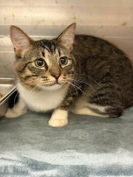Zeb -  Domestic Medium Hair and Domestic Short Hair Cat for Adoption in Chamblee, Georgia - Zeb | PetCurious