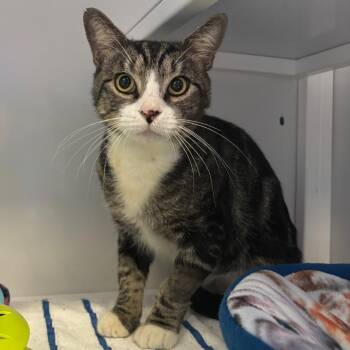 Pancake -  Domestic Short Hair Cat for Adoption in Sarasota, Florida - Pancake | PetCurious