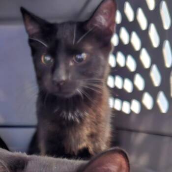 Charr -  Domestic Short Hair Cat for Adoption in Greensboro, North Carolina - Charr | PetCurious