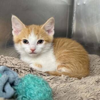 Bert -  Domestic Short Hair Cat for Adoption in Madison, Wisconsin - Bert | PetCurious