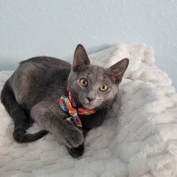 Rescue Domestic Short Hair Cats for Adoption in Lutz, Florida - Earl Grey | PetCurious