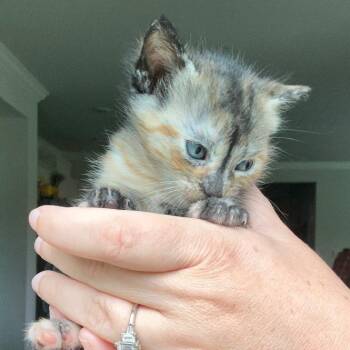 Agatha -  Domestic Short Hair Cat for Adoption in Brownsboro, Alabama - Agatha | PetCurious