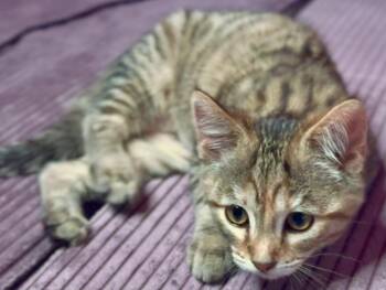 Dot II (Bonded with Patches) -  Domestic Medium Hair Cat for Adoption in San Francisco, California - Dot II (Bonded With Patches) | PetCurious