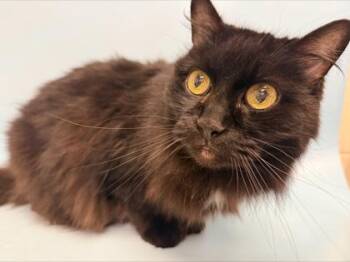Endora -  Domestic Long Hair and Domestic Short Hair Cat for Adoption in Woodbury, Minnesota - Endora | PetCurious