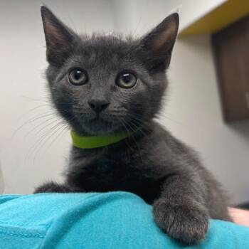 Fungi -  Domestic Short Hair Cat for Adoption - Fungi | PetCurious