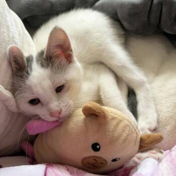 BUNNY -  Domestic Short Hair Cat for Adoption in San Antonio, Texas - BUNNY | PetCurious