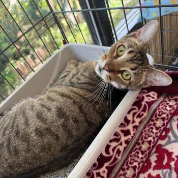 Bear -  Domestic Short Hair Cat for Adoption in Riverwoods, Illinois - Bear | PetCurious