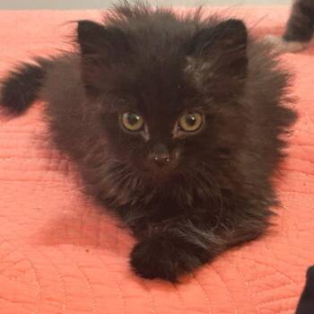 Mento -  Domestic Medium Hair Cat for Adoption in Salt Lake City, Utah - Mento | PetCurious