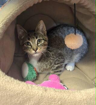 Wolverine -  Domestic Short Hair Cat for Adoption in Watertown, Wisconsin - Wolverine | PetCurious