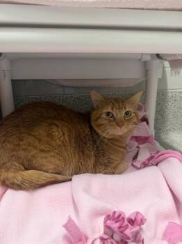 MR.CHUBBY CHEEKS -  Domestic Short Hair Cat for Adoption in Omaha, Nebraska - MR.CHUBBY CHEEKS | PetCurious