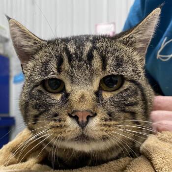 Bobo -  Extra Toes Cat Hemingway Polydactyl Cat for Adoption in Sheridan, Wyoming - Bobo | PetCurious