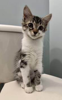 Mathilda -  Domestic Short Hair Cat for Adoption in Nocatee, Florida - Mathilda | PetCurious
