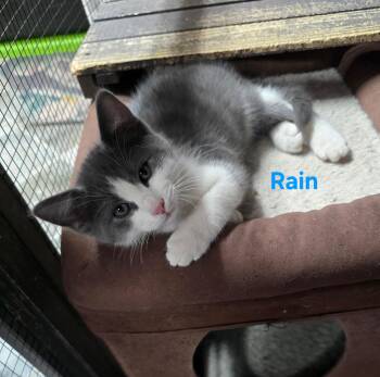 Domestic Short Hair Cats Available for Adoption in Buena Vista, Virginia - Rain | PetCurious