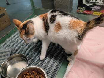 Doodles -  Domestic Short Hair Cat for Adoption in Crocker, Missouri - Doodles | PetCurious