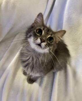 Floof WM -  Domestic Long Hair Cat for Adoption in Greenville, South Carolina - Floof WM | PetCurious