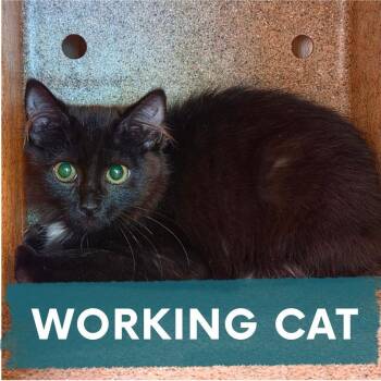 Sotol -  Domestic Long Hair Cat for Adoption in Asheville, North Carolina - Sotol | PetCurious