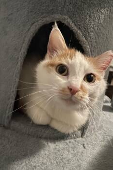 Fairen -  Domestic Short Hair Cat for Adoption in Denver, Colorado - Fairen | PetCurious