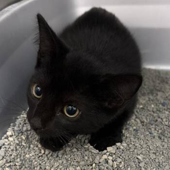 Leaf -  Domestic Short Hair Cat for Adoption in Montgomery, Alabama - Leaf | PetCurious
