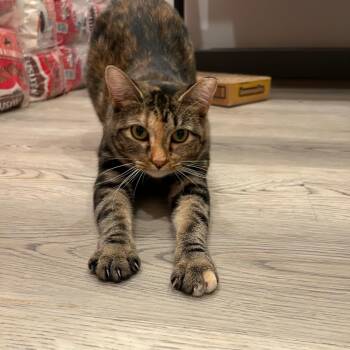 Domestic Short Hair Cats Available for Adoption - Alexandra | PetCurious