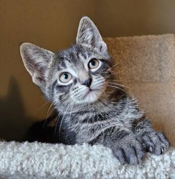 Pizza -  Domestic Short Hair Cat for Adoption in Verona, Wisconsin - Pizza | PetCurious