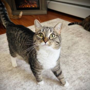Domestic Short Hair Cats Available for Adoption in Buffalo, New York - Polly | PetCurious