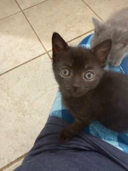 Nyx -  Domestic Short Hair Cat Available for Adoption in Evans, Georgia - Nyx | PetCurious