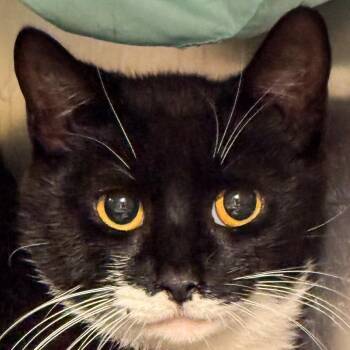 Meeko -  Domestic Short Hair Cat for Adoption in Kennebunk, Maine - Meeko | PetCurious