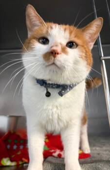 Domestic Short Hair Cats Available for Adoption in Huntington, Indiana - Eggburt | PetCurious