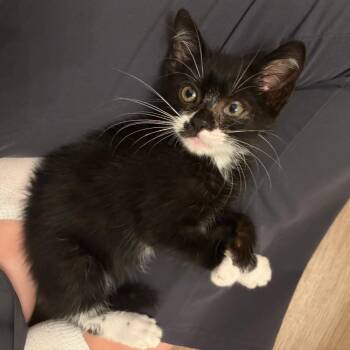 Marvin -  Domestic Short Hair Cat for Adoption in San Antonio, Texas - Marvin | PetCurious