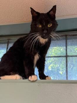 Pepe LeQuill -  Domestic Short Hair Cat for Adoption in Pawtucket, Rhode Island - Pepe LeQuill | PetCurious