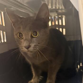 Bianca -  Domestic Short Hair Cat for Adoption in Charlottesville, Virginia - Bianca | PetCurious