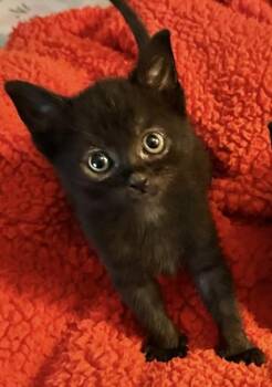 Opal FKA Kitten 2 -  Domestic Short Hair Cat for Adoption in West Chester, Pennsylvania - Opal FKA Kitten 2 | PetCurious