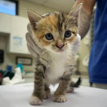 Sunny 26-10-057 -  Domestic Short Hair Cat for Adoption in Bastrop, Texas - Sunny 26-10-057 | PetCurious