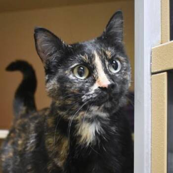 Domestic Short Hair Cats Available for Adoption - Gabby | PetCurious