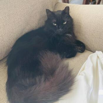 Domestic Long Hair Cats Available for Adoption in New York, New York - BC | PetCurious
