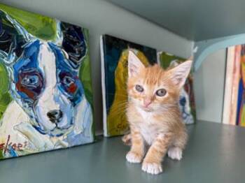 Rust -  Domestic Short Hair Cat for Adoption in San Antonio, Texas - Rust | PetCurious