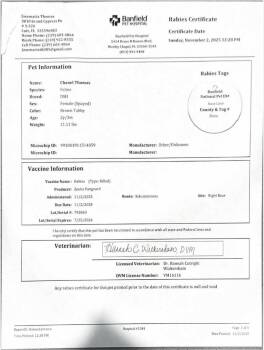 Domestic Short Hair Cats Available for Adoption - Chanel | PetCurious