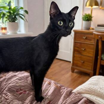 Domestic Short Hair Cats Available for Adoption in Sterling, Massachusetts - Sage 2 Year Female AVAILABLE 4/15 | PetCurious