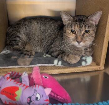 Rescue Manx and Tabby Cats for Adoption in Plano, Texas - SPRING - CUTE & FRIENDLY MANX KITTY | PetCurious