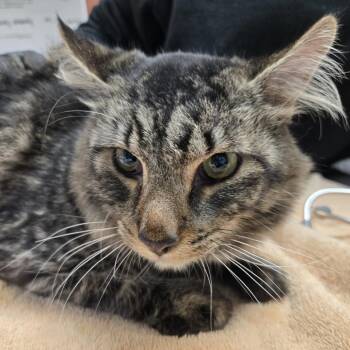 Maradona -  Domestic Short Hair Cat for Adoption in Flagstaff, Arizona - Maradona | PetCurious