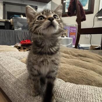 Lainey Wilson -  Domestic Short Hair Cat Available for Adoption in Elfin Forest, California - Lainey Wilson | PetCurious
