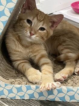 Rescue Domestic Short Hair Cats for Adoption in Richardson, Texas - Bond | PetCurious