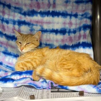Domestic Short Hair Cats Available for Adoption in Pauls Valley, Oklahoma - Scotch | PetCurious