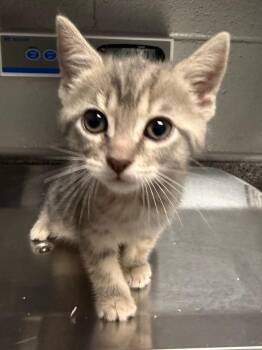 Fallon -  Domestic Short Hair Cat for Adoption in Henderson, North Carolina - Fallon | PetCurious